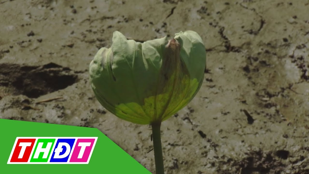 sen đầm trị New 2022 Giải pháp phòng trị bệnh thối ngó trên sen | Khoa học công nghệ | THDT