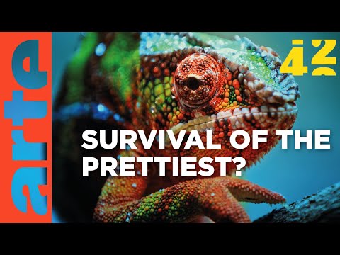 Video: Die Schönheit der Tiere ist eine Möglichkeit zu überleben