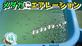 めだか水槽にエアレーション パワーがスゴイ 安永エアポンプ Youtube