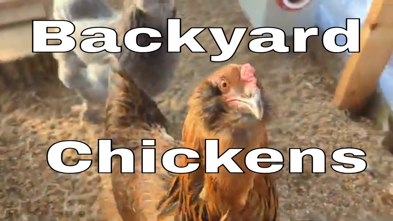 Our First Backyard Chickens! YouTube