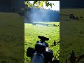 охотничья группа кабанов #hunting #wildboar #chasse #jabali #cinghiale #охота