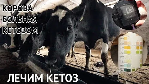 КЕТОЗ КОРОВ ПРОБЛЕМА ФЕРМ И ЧАСТНЫХ ПОДВОРИЙ