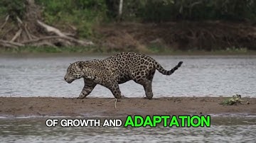 Secrets of the jaguar – Amazon
