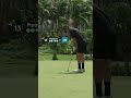 Set up for eagle 😲