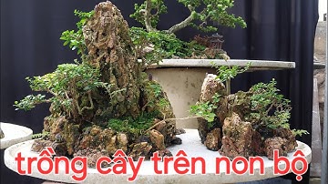 cách bố trí và trồng cây hợp lý trên non bộ tiểu cảnh