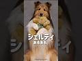 賢くて芸達者なシェットランド・シープドックのあるあるを紹介📚 #犬 #犬のいる暮らし #愛犬 #わんこ #犬バカ部 #ペット#シェルティ#シェルティあるある#シェットランド・シープドック