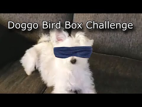 charlie-looks-into-the-light---bird-box-meme-doggo-challenge