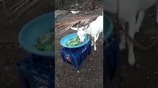 Bentom Female 3 Month Loaded For Sale