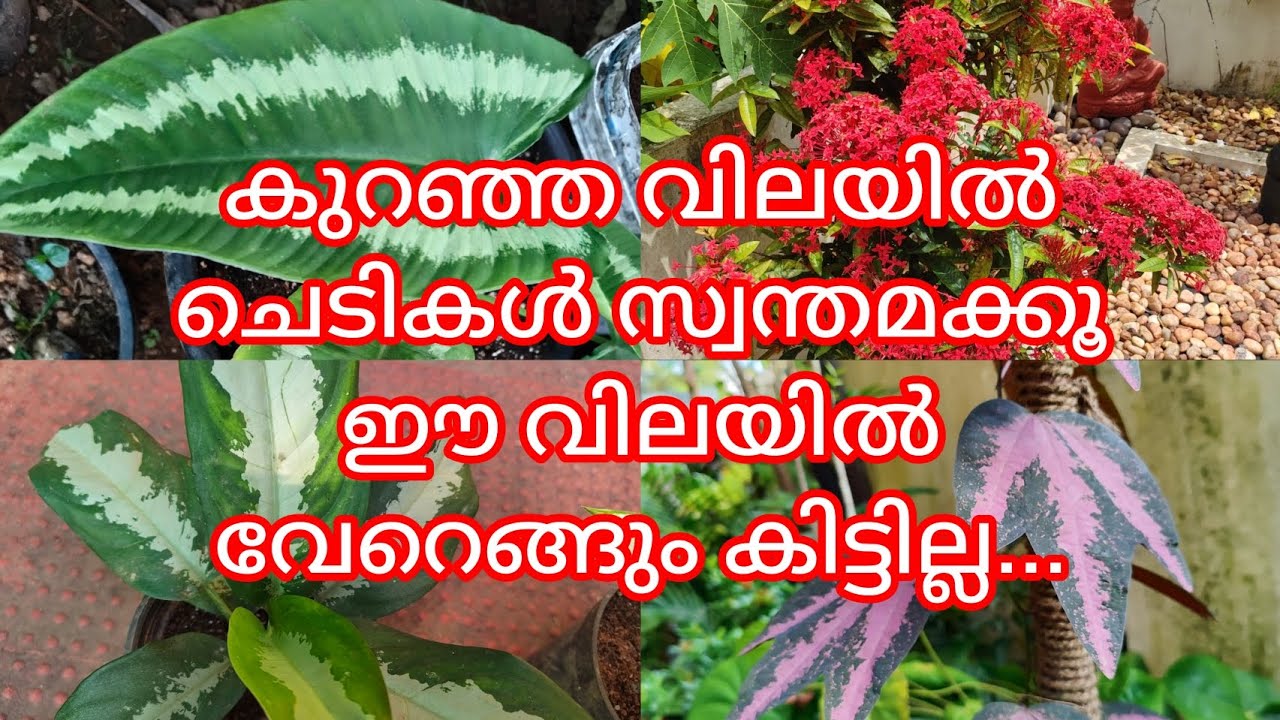 വീട്ടിൽ തന്നെ ഉണ്ടാക്കുന്ന ചെടികൾ /Low cost plants sale video/ph9446493216
