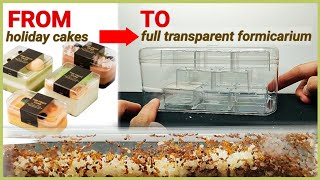 My experimental ant colony | D colony