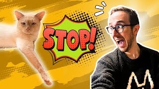 How To Fix Cat Behavior Problems And How Not To