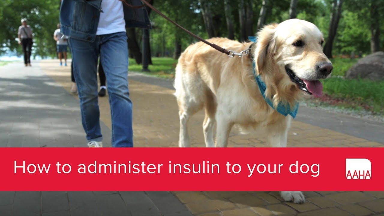 can i feed my dog between insulin shots