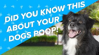 Did you know this about Dog Poop! | PetLab Co