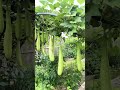Vagetables Lauka Shortsvideo July 24 2025 Vagetables Lauka Shortsvideo July 24 2025