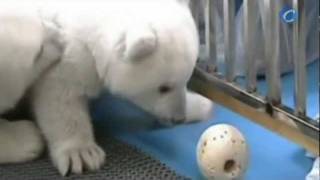 Twin Polar Bear Cubs Ready For Public Debut In China