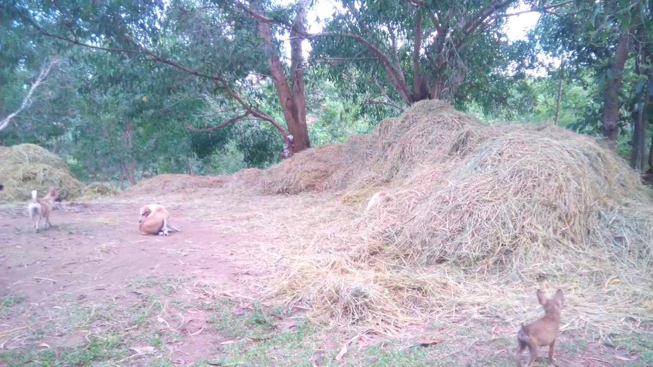 WE FEED FRESH RICEHAY FOR PIG