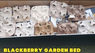BUILDING A BLACKBERRY GARDEN BED | UPDATES IN THE GARDEN