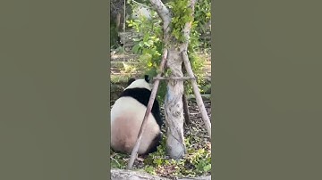 The writing about destroying the house 😂 Panda #Panda #Giant #animals