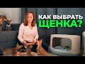 Как Выбрать Щенка. На что Обратить Внимание при Выборе Заводчика и Питомника. Как Выбрать Собаку.