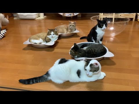 誰かが入っていると入りたくなる猫