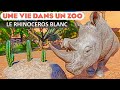 Habitat du rhinocros blanc du sud les terres dsertes  pisode 82  planet zoo  franchise