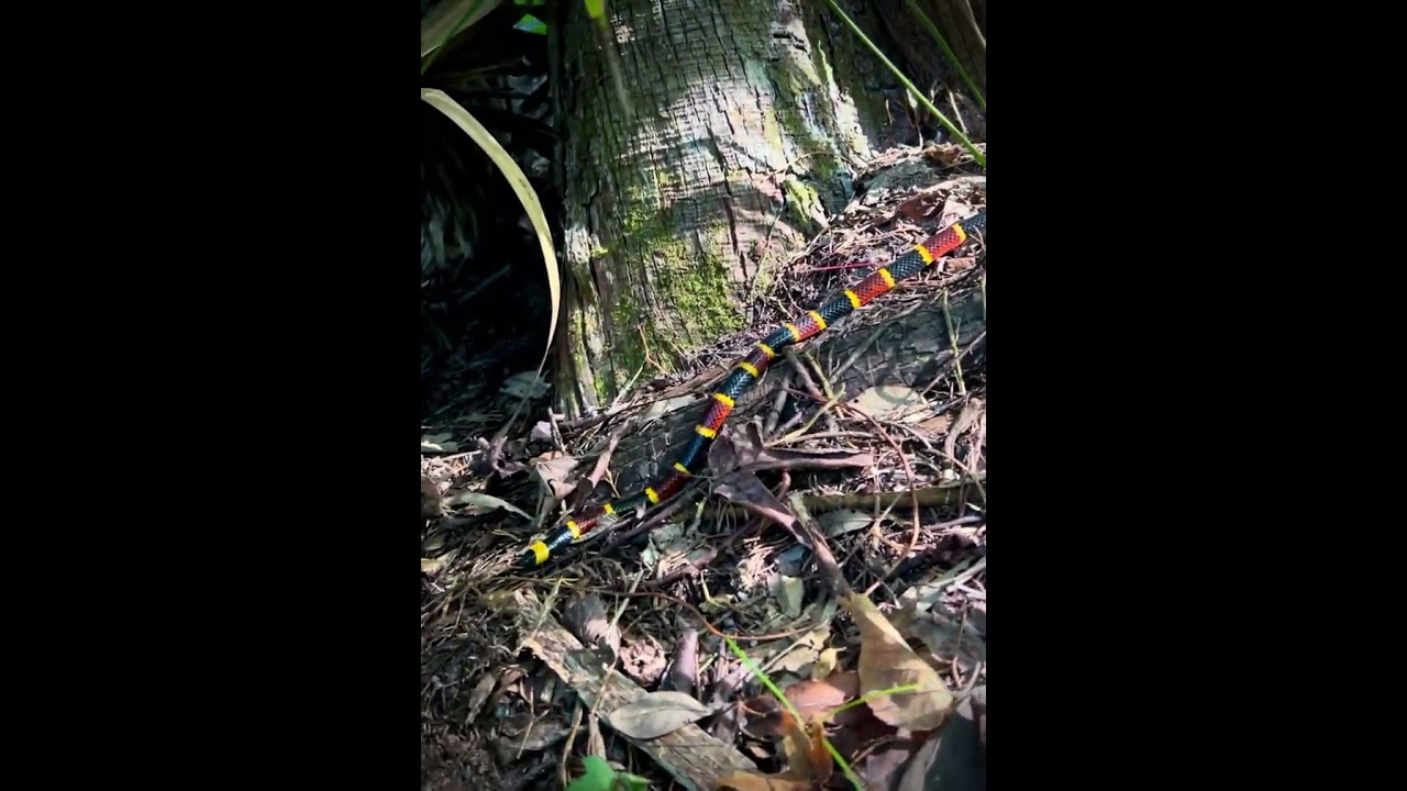 Micrurus fulvius, 31 July 2022