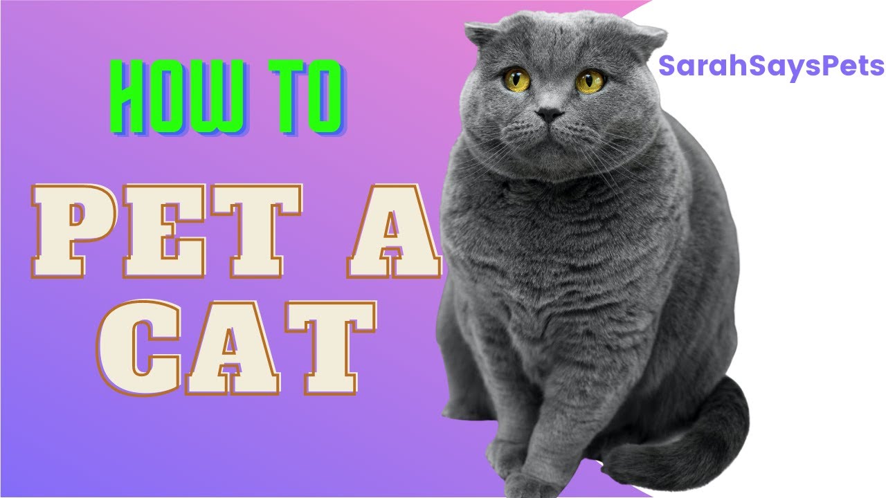 The BEST Way to Pet a Cat | Sarah Says Pets 