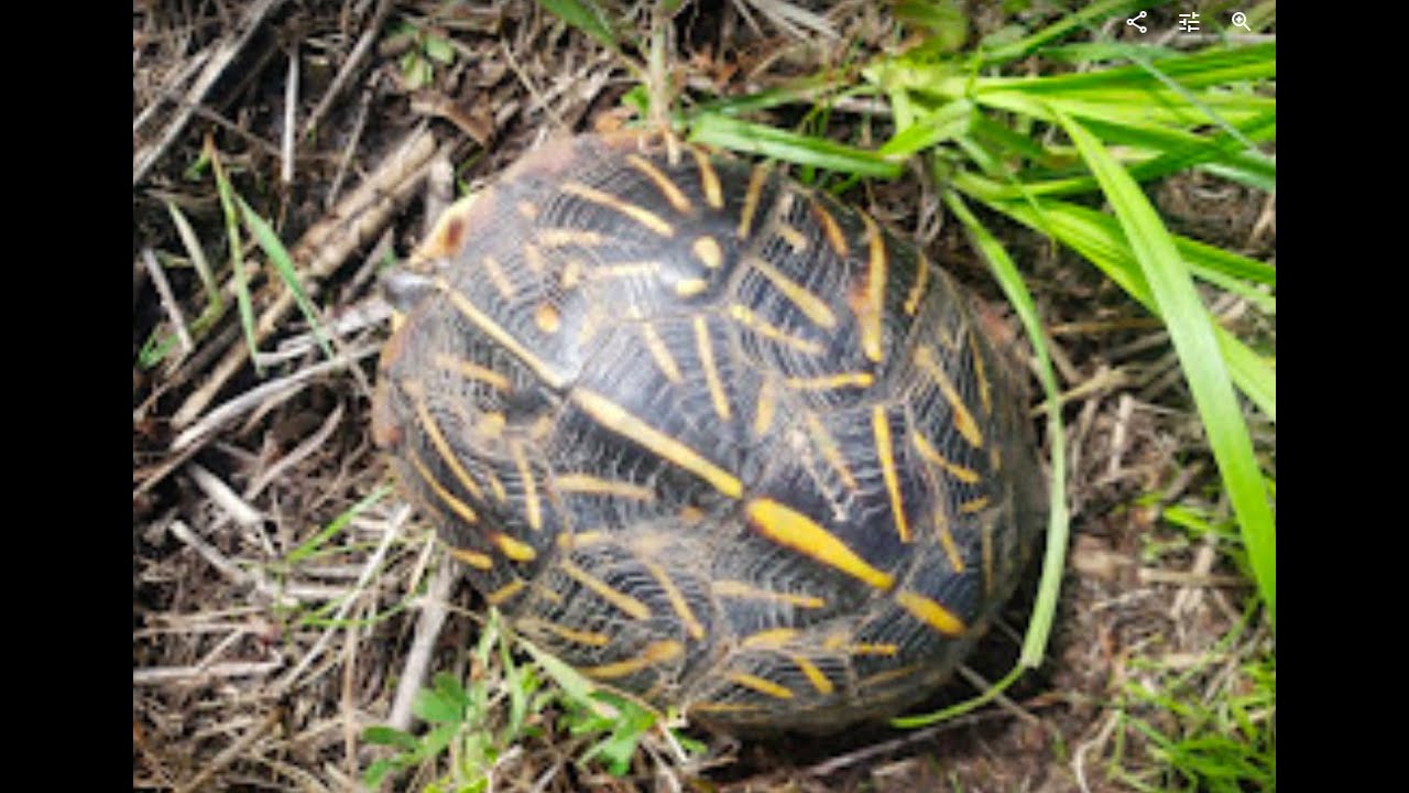 How the Ornate Box Turtle became Kansas State Reptile - YouTube