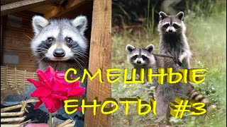 Cмешные ЕНОТЫ #3 / Приколы с ЕНОТАМИ 2020 / Funny Raccoons