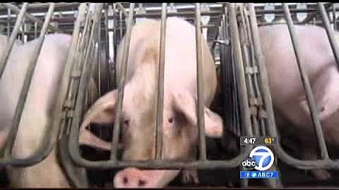 Pork Contaminated with Bacteria