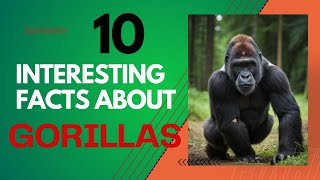 Animal Facts- 10 Fascinating Facts About Gorillas You Need to Know