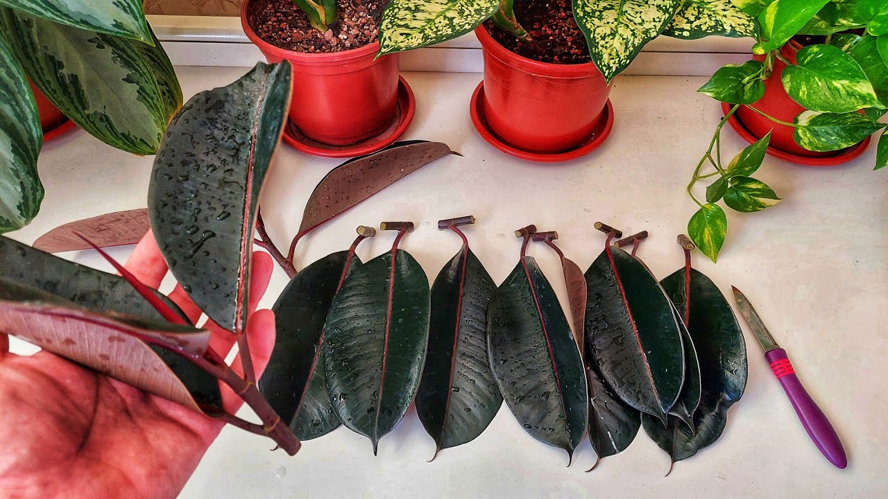 Уйда Қора шахзодани фақат шундай кўпайтиринг.🏠Уй шароити учун 100% усул. 