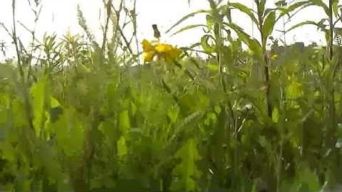 FPV wifibroadcast first flight test