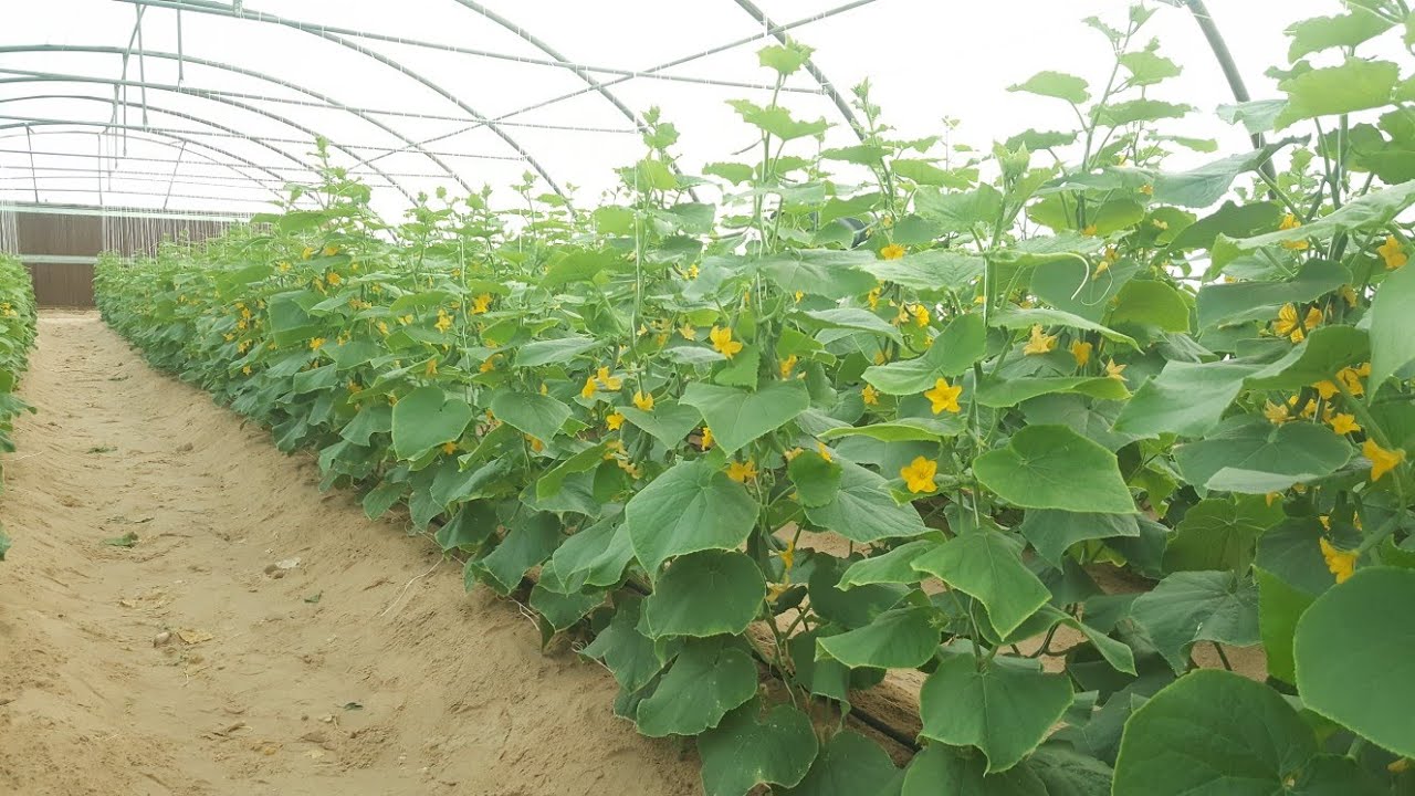 تسميد الخيار الصيفى بطريقه مبسطه