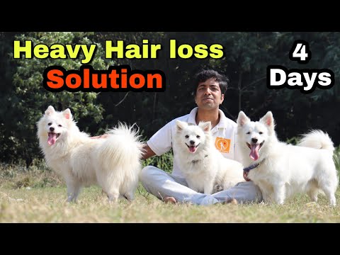 Best solution for Heavy hair loss in dogs || Any breed 🔥