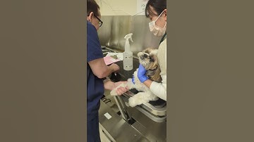 Penn Foster Skill 12. Canine IV injection - - Passed