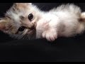 ママ、目を開けて！車に引かれて横たわる母の側から離れられなかった子猫。鳴き声に導かれ・・・。【nekoの部屋】