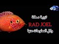 تربية سمكة الجوهرة الحمراء او Rad JOEL كل المعلومات عنها 