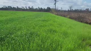 South Carolina hunting lease now available on HLRBO!