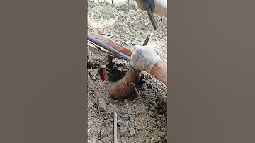 Simple Way To Harvest Bamboo Shoots