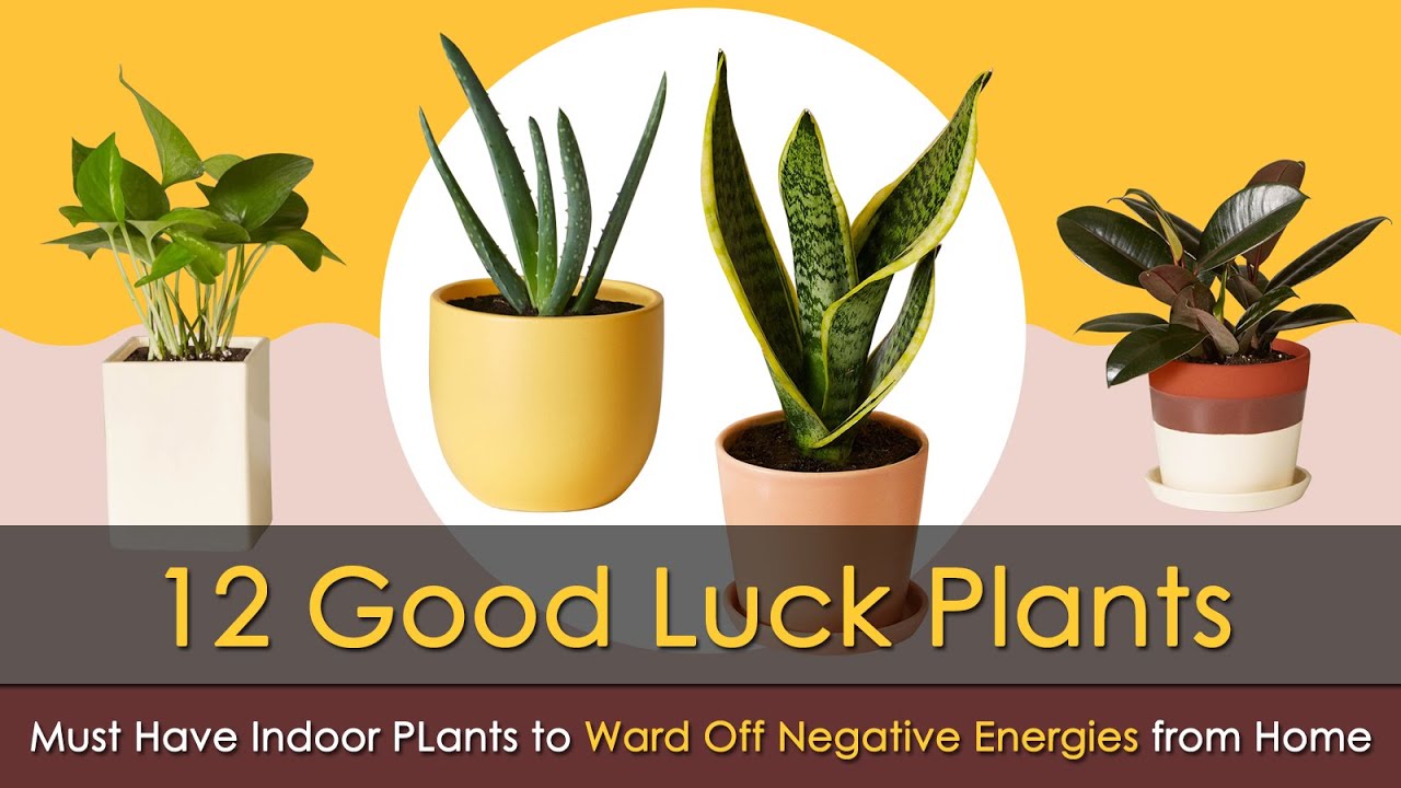 12 Indoor Vastu Plants (Fengu Shui Plants) That Will Defend Your Home Against Evil Eyes YouTube