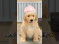 We’re different! | Cutest Golden Retriever Puppy #puppy #goldenretriever #shorts #dog