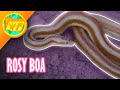 Why the rosy boa is a perfect pet