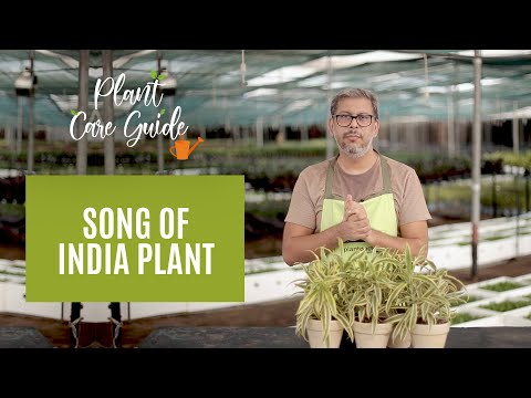 تصویری: Song Of India Plant Care: درباره پرورش گیاه دراسنای متنوع بیاموزید