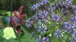 Botanic Garden welcomes season with Spring Pastel Flower Show screenshot 4