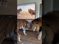 How did YOU get here?! 🐯🦁➡️🚪😱 #funny #animals #dog #pets