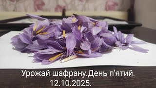 видео: Урожай шафрану.День п'ятий.12.10.2025 картинка: Урожай шафрану.День п'ятий.12.10.2025
