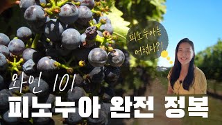 [와인101]피노누아 완전 정복! 프랑스에서 미국, 뉴질랜드까지🌞