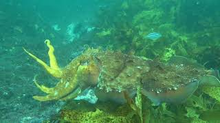 Cruising with a giant cuttlefish