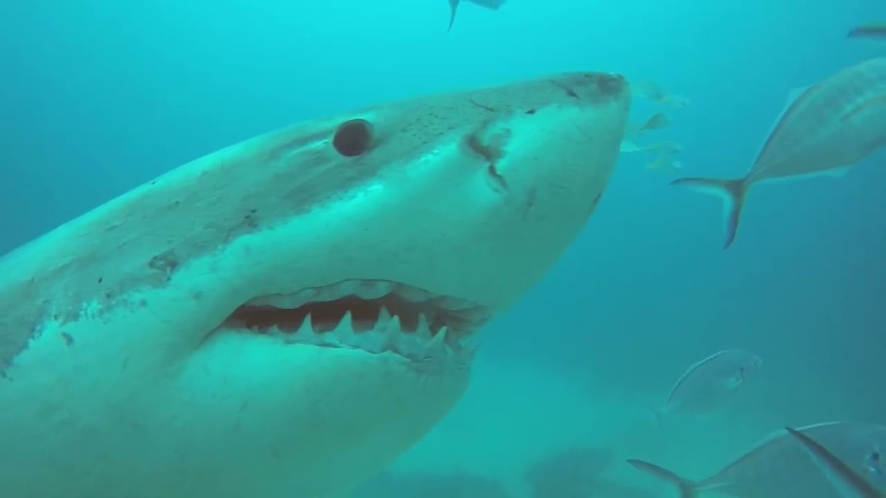 Rodney Fox Expedition 4 day trip to dive with great white sharks